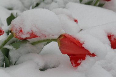 Almaty 'de kar altında laleler