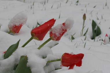 Almaty 'de kar altında laleler