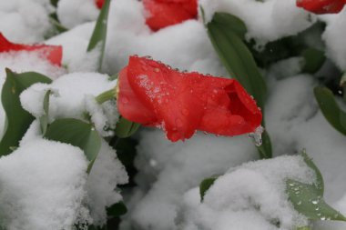 Almaty 'de kar altında laleler