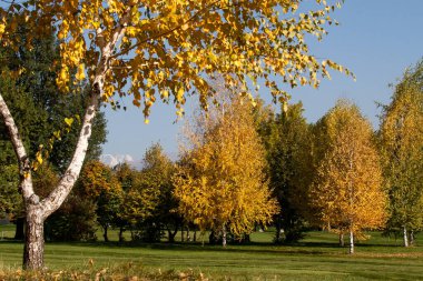 Sarı ağaçlar Almaty 'de bir golf sahasında duruyor.