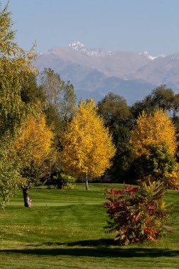 Sarı ağaçlar Almaty 'de bir golf sahasında duruyor.