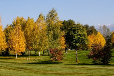 Sarı ağaçlar Almaty 'de bir golf sahasında duruyor.
