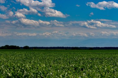 Kazakistan 'da büyük, güzel bir arazi.