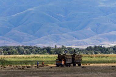 Tarlalarda saman topluyorum. 9 Haziran 2015