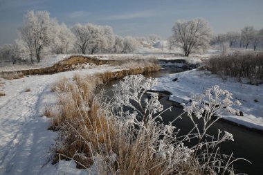 Karla kaplı ağaçlar Kazakistan 'da bir nehrin yanında duruyor..