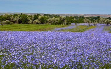 Kazakistan 'ın Almaty bölgesinde çiçek açan keten tarlası.