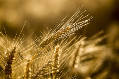 Çin 'deki Xinjiang' da güzel sonbahar tarlaları.