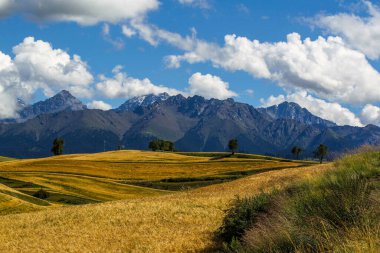Çin 'deki Xinjiang' da güzel sonbahar tarlaları.