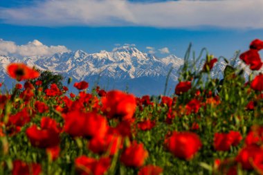 Kazakistan 'daki büyük haşhaş tarlası.