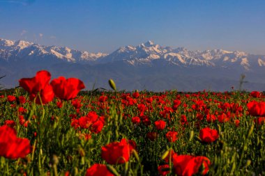 Kazakistan 'daki büyük haşhaş tarlası.
