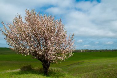 Çiçek açan bir elma ağacı bir tarlada duruyor..