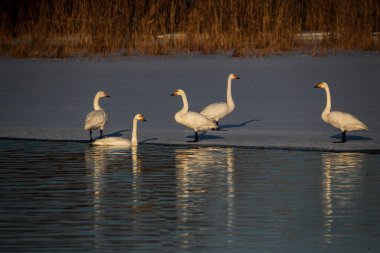 Kışın gölde kuğular