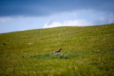 Asy Platosu, Kazakistan 'ın Almaty bölgesindeki Ili-Alatau Ulusal Parkı' nda bulunan eşsiz ve güzel bir doğal oluşum.. 