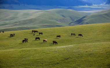 Asy Platosu, Kazakistan 'ın Almaty bölgesindeki Ili-Alatau Ulusal Parkı' nda bulunan eşsiz ve güzel bir doğal oluşum.. 