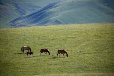 Asy Platosu, Kazakistan 'ın Almaty bölgesindeki Ili-Alatau Ulusal Parkı' nda bulunan eşsiz ve güzel bir doğal oluşum.. 