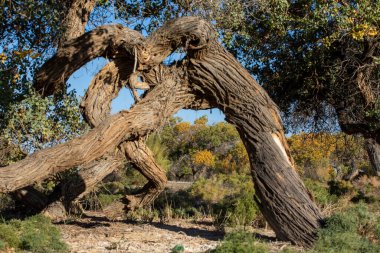 Kazakistan, Almaty 'deki Altyn Emel Milli Parkı yakınlarındaki Ili Nehri kıyısındaki Turanga korusu..