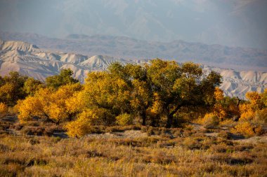 Kazakistan, Almaty 'deki Altyn Emel Milli Parkı yakınlarındaki Ili Nehri kıyısındaki Turanga korusu..