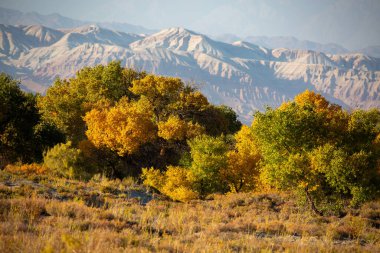 Kazakistan, Almaty 'deki Altyn Emel Milli Parkı yakınlarındaki Ili Nehri kıyısındaki Turanga korusu..