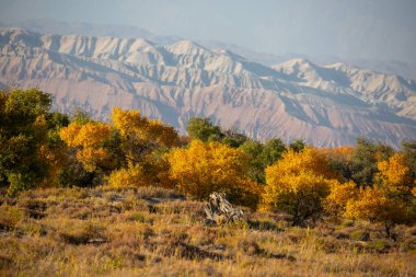 Kazakistan, Almaty 'deki Altyn Emel Milli Parkı yakınlarındaki Ili Nehri kıyısındaki Turanga korusu..