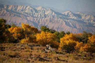Kazakistan, Almaty 'deki Altyn Emel Milli Parkı yakınlarındaki Ili Nehri kıyısındaki Turanga korusu..