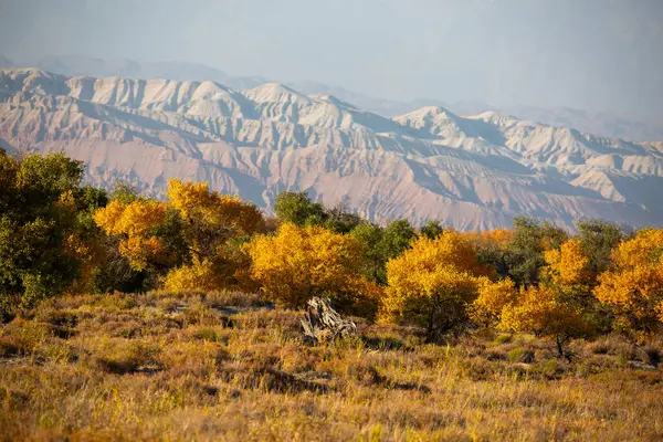 Kazakistan, Almaty 'deki Altyn Emel Milli Parkı yakınlarındaki Ili Nehri kıyısındaki Turanga korusu..