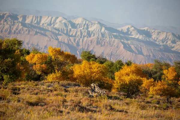 Kazakistan, Almaty 'deki Altyn Emel Milli Parkı yakınlarındaki Ili Nehri kıyısındaki Turanga korusu..
