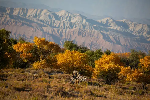 Kazakistan, Almaty 'deki Altyn Emel Milli Parkı yakınlarındaki Ili Nehri kıyısındaki Turanga korusu..