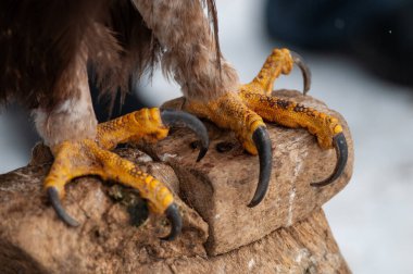 Yazın ayçiçeği tarlasında yeşil yapraklar ve ayçiçekleri.