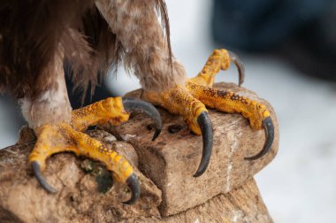 Avcı pençelerinin bir avcının eline yakın çekim.