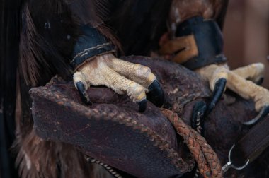 Avcı pençelerinin bir avcının eline yakın çekim.