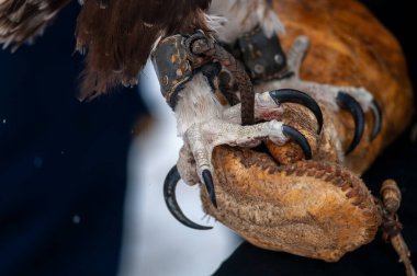 Avcı pençelerinin bir avcının eline yakın çekim.