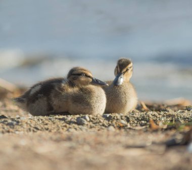 Two baby mallards lying on beach with pebbles and blue sky in background