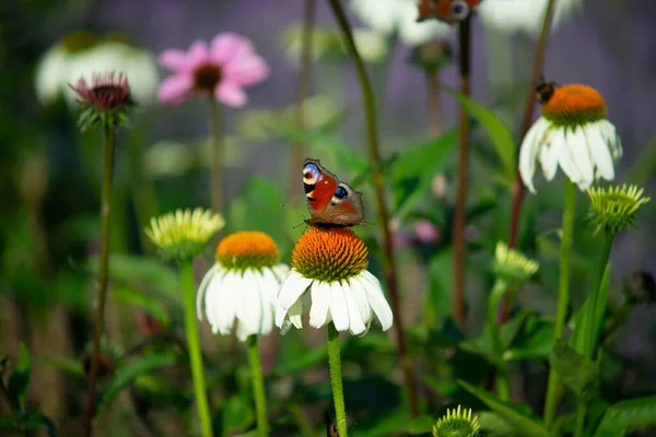 Павлин Бабочка Растении Красочной Клумбе Лицензионные Стоковые Фото