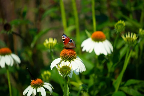 彩色花坛植物上的孔雀蝴蝶 免版税图库图片