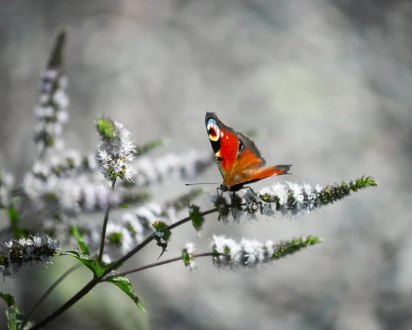 稀疏背景植物上的孔雀蝴蝶 免版税图库照片