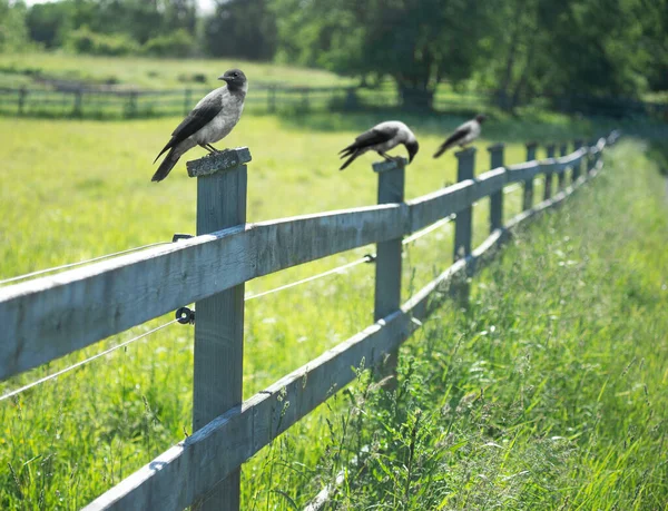 三只乌鸦栖息在乡间的木制篱笆上 图库图片
