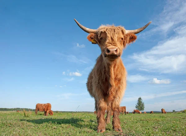 晴れた夏の日に畑でスコットランドの高地の牛 — ストック写真