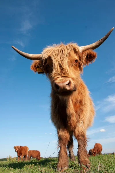 Σκωτσέζικη Ορεινή Αγελάδα Στο Χωράφι Την Ηλιόλουστη Μέρα Του Καλοκαιριού — Φωτογραφία Αρχείου