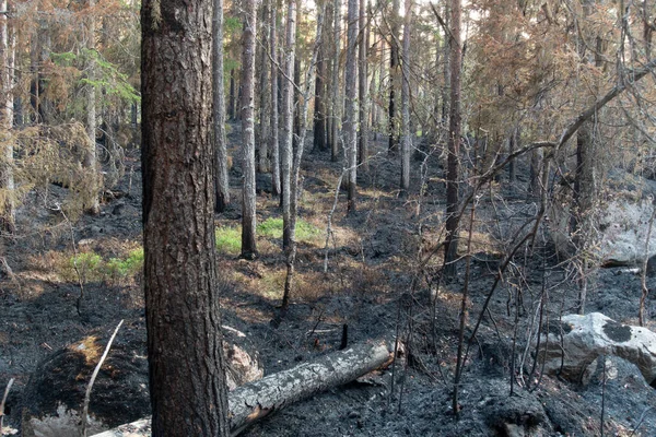 Bosbrand Met Zwartgebrande Naaldbomen Een Paar Groene Plekjes — Stockfoto