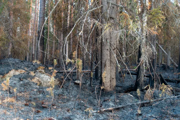 Bosbrand Met Zwart Gebrande Naaldbomen Een Paar Groene Naalden — Stockfoto