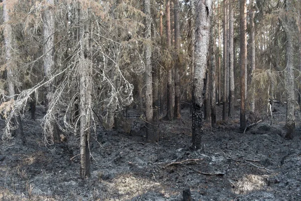 Waldbrand Mit Schwarz Verbrannten Nadelbäumen — Stockfoto