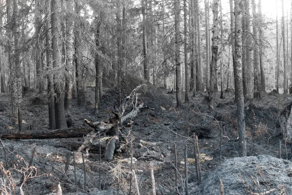 Umgestürzter Baum Mit Großer Wurzel Nach Waldbrand — Stockfoto