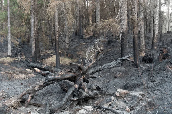 Umgestürzter Baum Mit Großer Wurzel Nach Waldbrand — Stockfoto