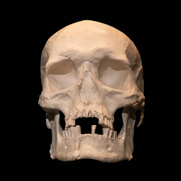 黒で孤立した人間の頭蓋骨のフロントビュー — ストック写真