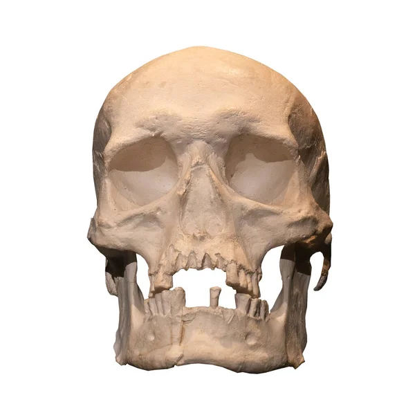 白で孤立した人間の頭蓋骨の正面の眺め — ストック写真