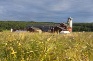 Arkaplanda çiftlik evi ve silo olan buğday tarlasını kapat