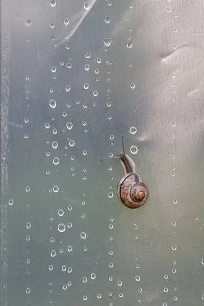 Snail Semi Transparent Surface Drops Water Royalty Free Stock Images