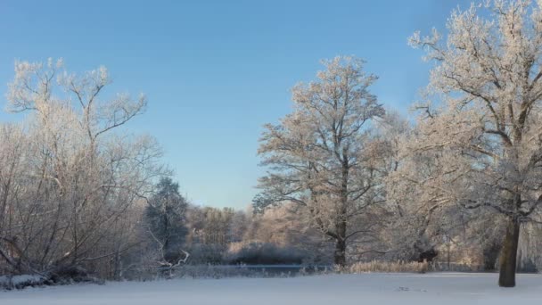 Panorámica Del Paisaje Invernal Con Árboles Cubiertos Nieve Hielo Escarcha — Vídeos de Stock