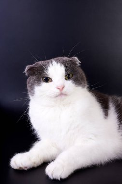 Koyu arkaplanda sevimli kedi, boşluğu kopyala.