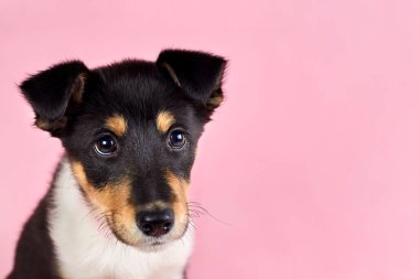 Pembe arka planda tasması olan şirin köpek yavrusu, kopyalama alanı.